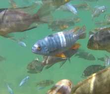 Image of Mbuna Fish