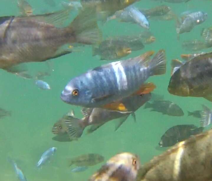 Image of Mbuna Fish