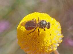 Lasioglossum hiltacum (Smith 1853)的圖片