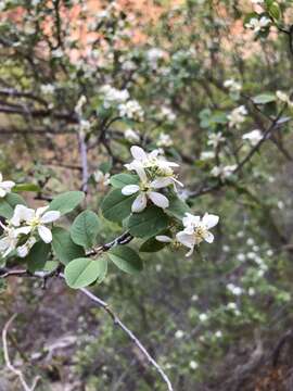 Image of Utah serviceberry