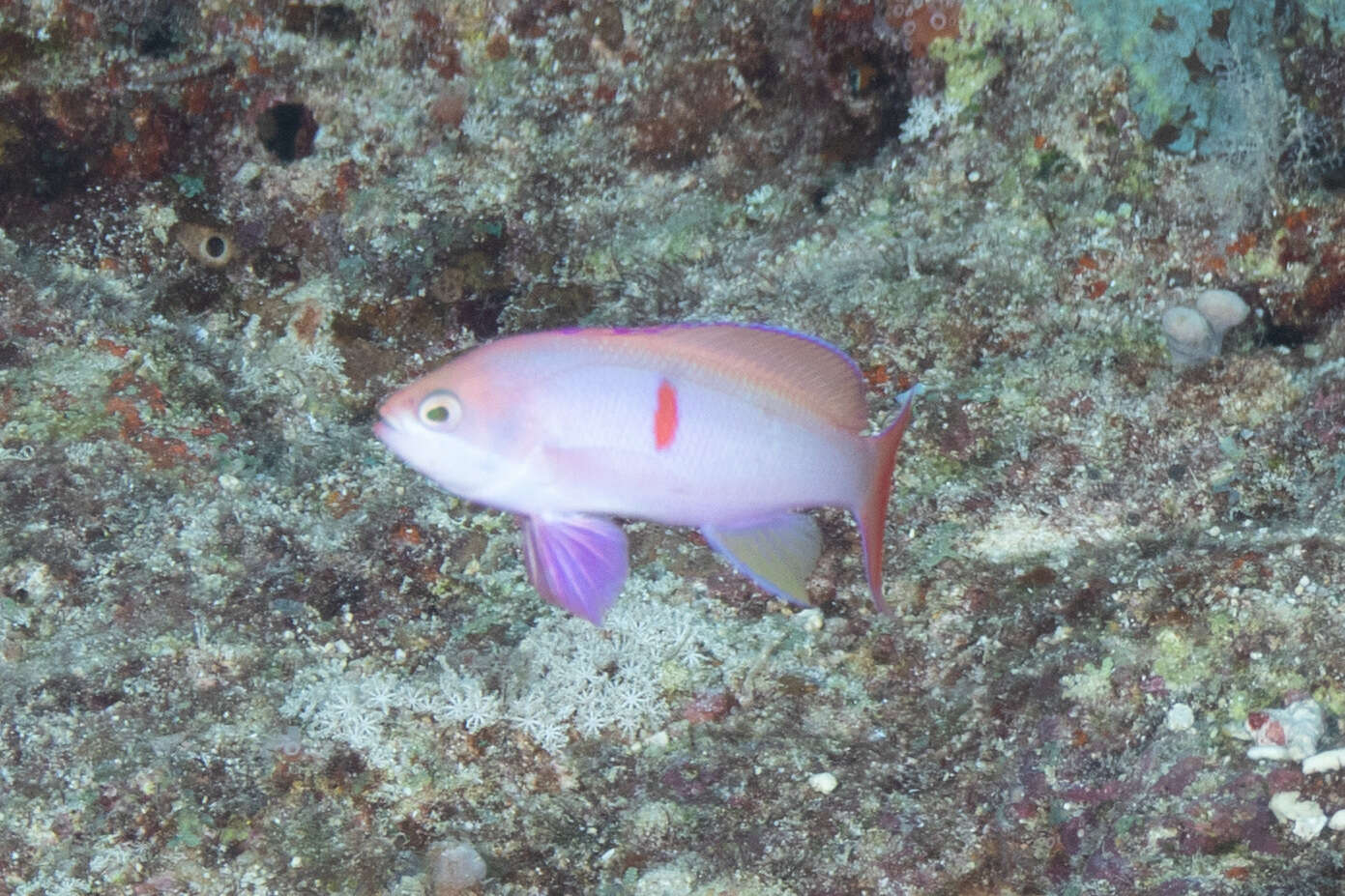 Image of Red-bar anthias