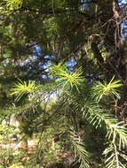 Image of Douglas-fir