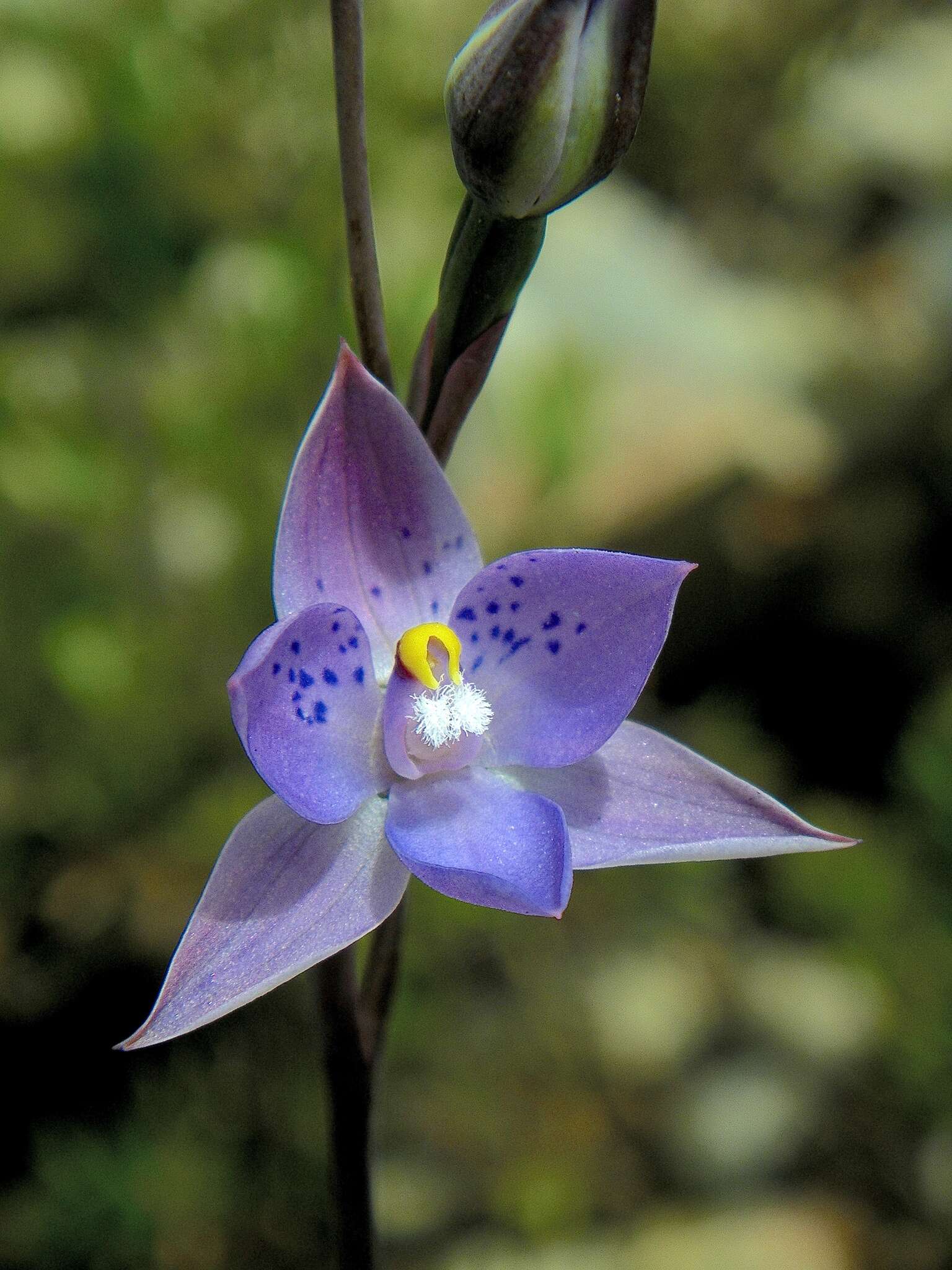 Image of Thelymitra truncata R. S. Rogers