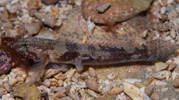 Image of Sculptured goby