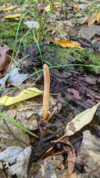 Clavulinopsis appalachiensis (Coker) Corner 1950 resmi