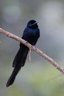 Image of Seychelles Black Paradise Flycatcher