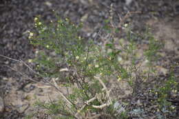 Imagem de Medranoa palmeri (A. Gray) G. L. Nesom