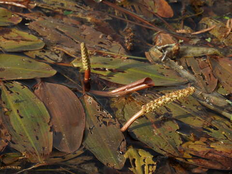 Imagem de Potamogeton nodosus Poir.