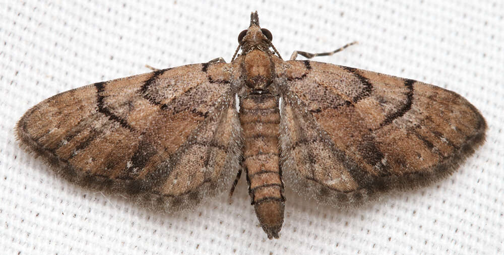 Image of Peck's Pug Moth