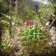 Imagem de Mammillaria polythele Mart.