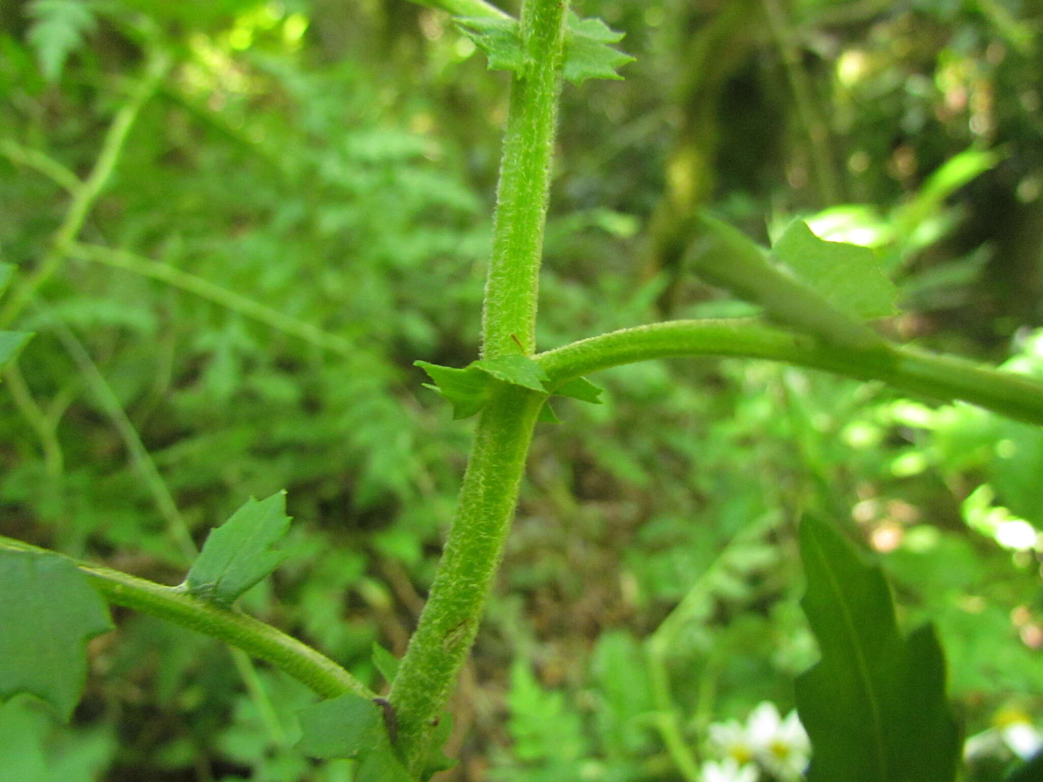 Sivun Senecio heteroschizus Baker kuva