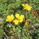 Image of Linum capitatum Schultes