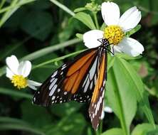 Image de Danaus (Anosia) melanippus Cramer 1777