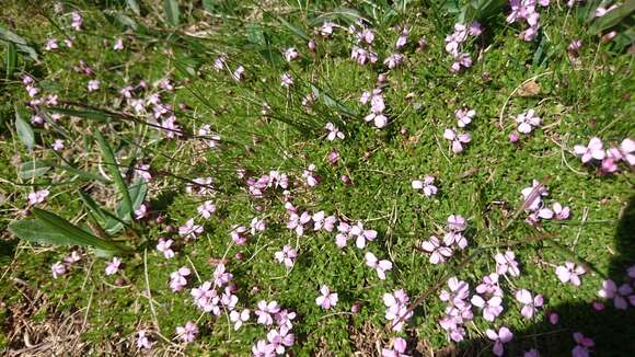 Image of moss campion