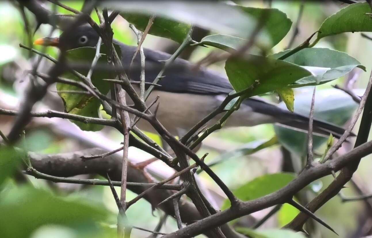 Image of Plumbeous-backed Thrush