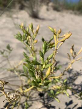 Слика од Cakile edentula var. lacustris