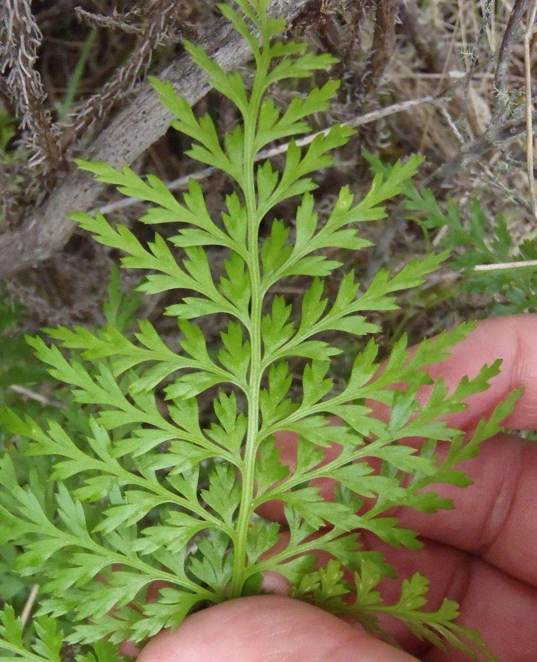 Image of Asplenium adiantum-nigrum var. solidum (Kunze) J. P. Roux