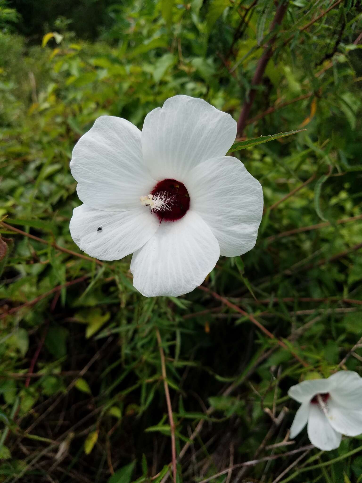 Image of Neches River Rose-Mallow