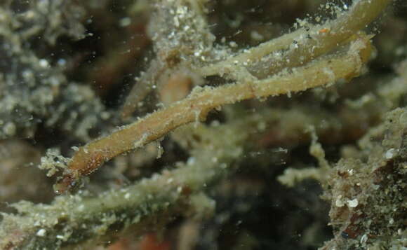 Image of Hairy pipefish