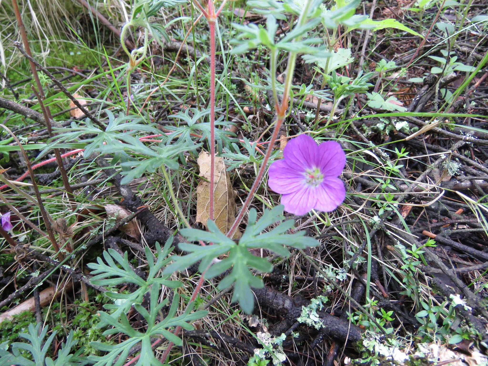 Image of Geranium potentillifolium DC.