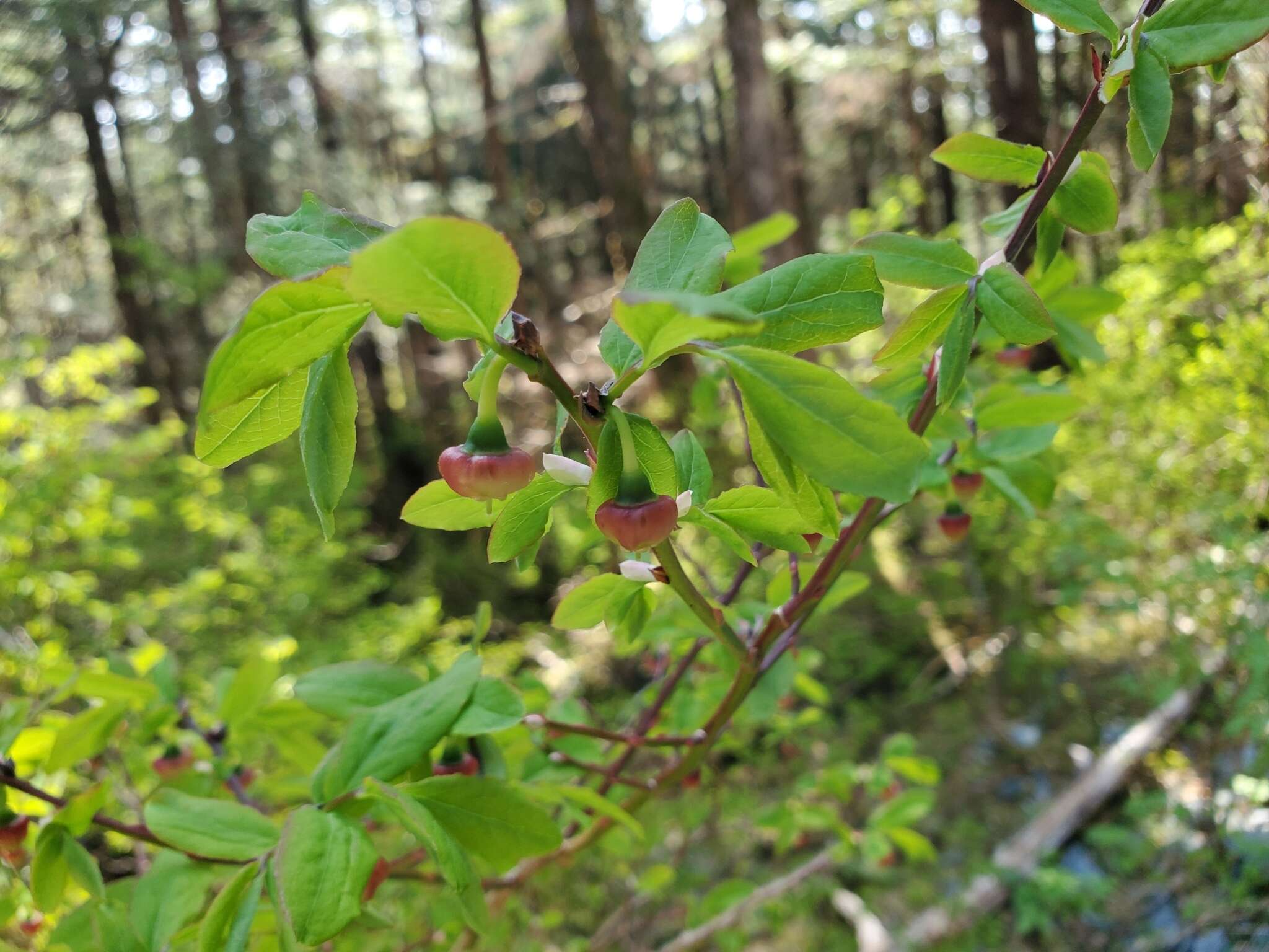 Image de Vaccinium alaskaense Howell