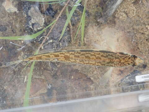 Image of Blackside Darter