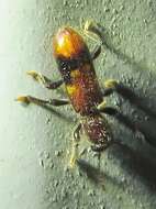 Image of Priocera