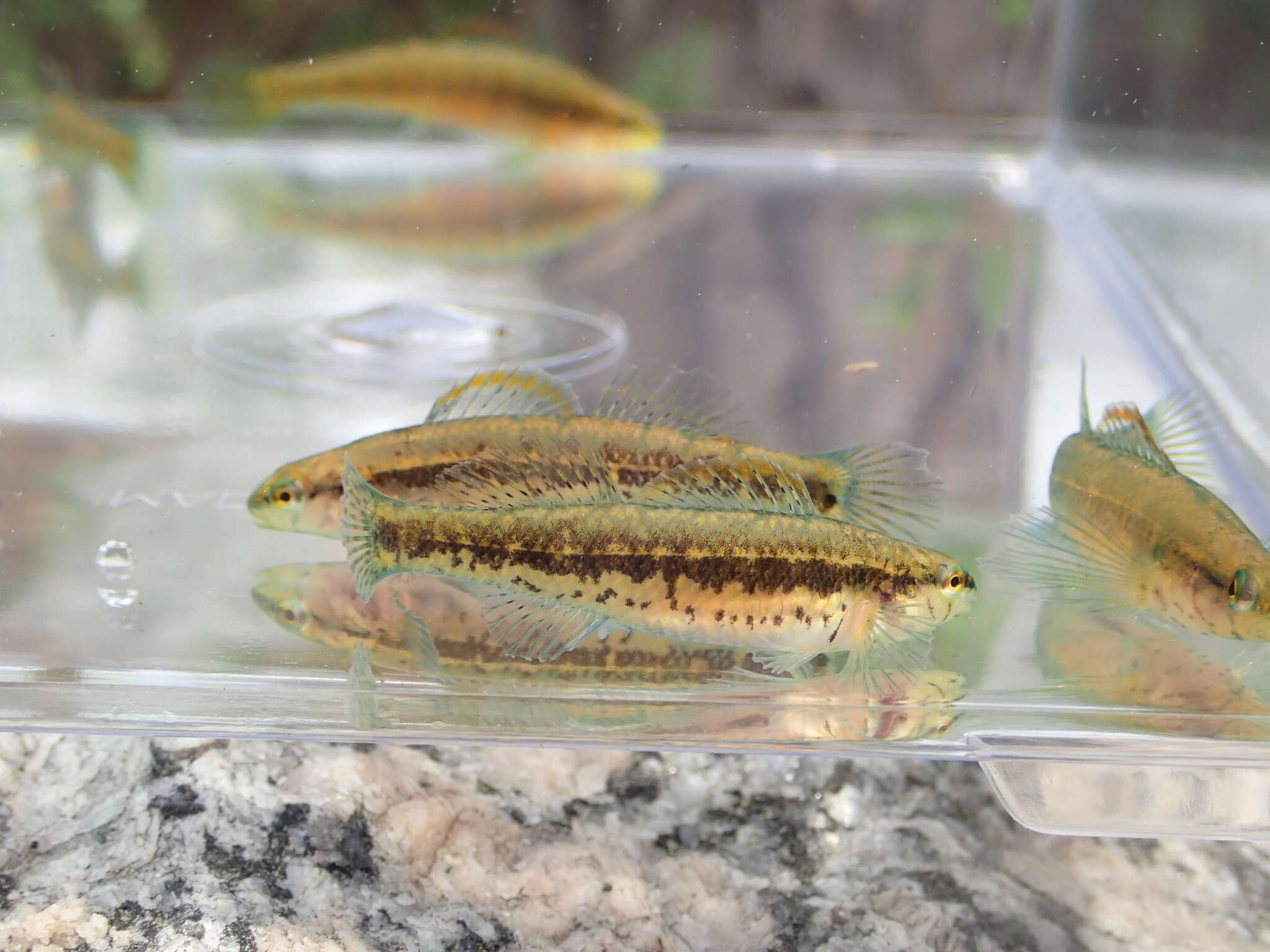 صورة Etheostoma mariae (Fowler 1947)