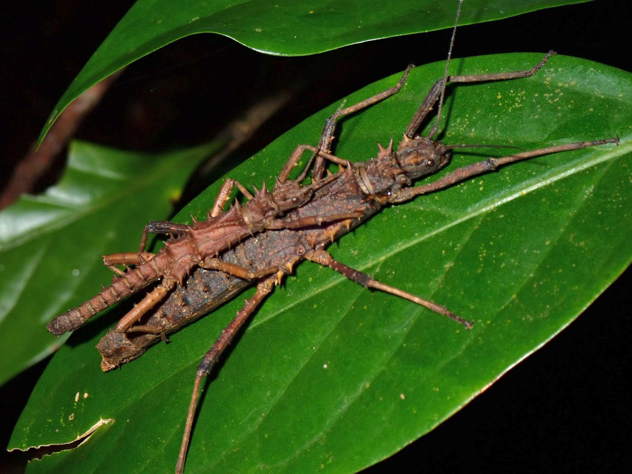 Image of Tisamenus hystrix (Rehn, J. A. G. & J. W. H. Rehn 1939)