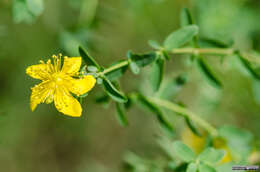 Image de Hypericum perforatum subsp. perforatum