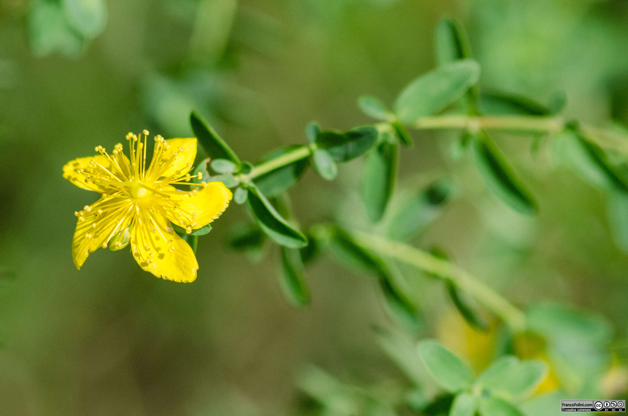 صورة Hypericum perforatum subsp. perforatum