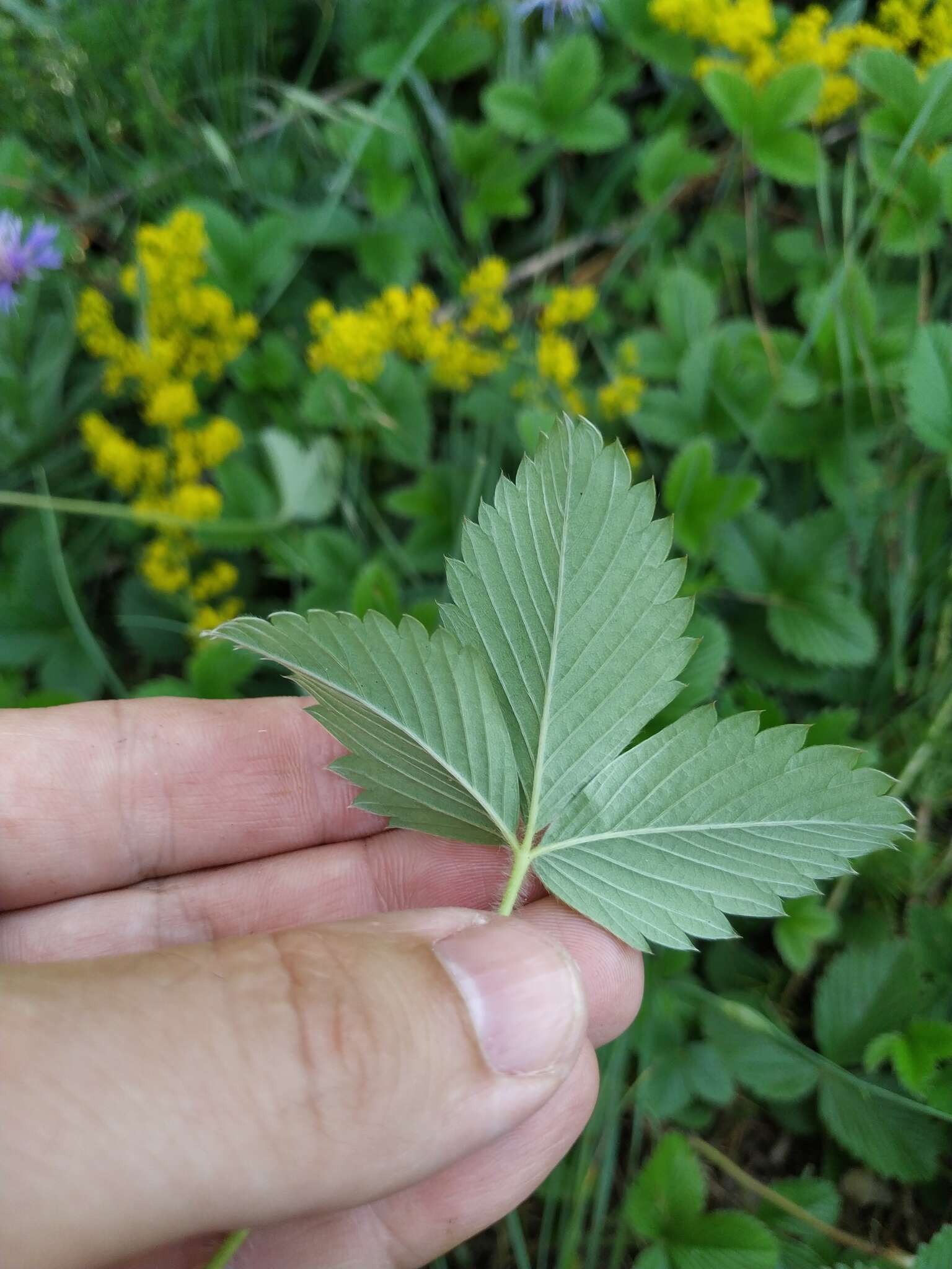 Image of Fragaria viridis subsp. campestris (Steven) Pawl.