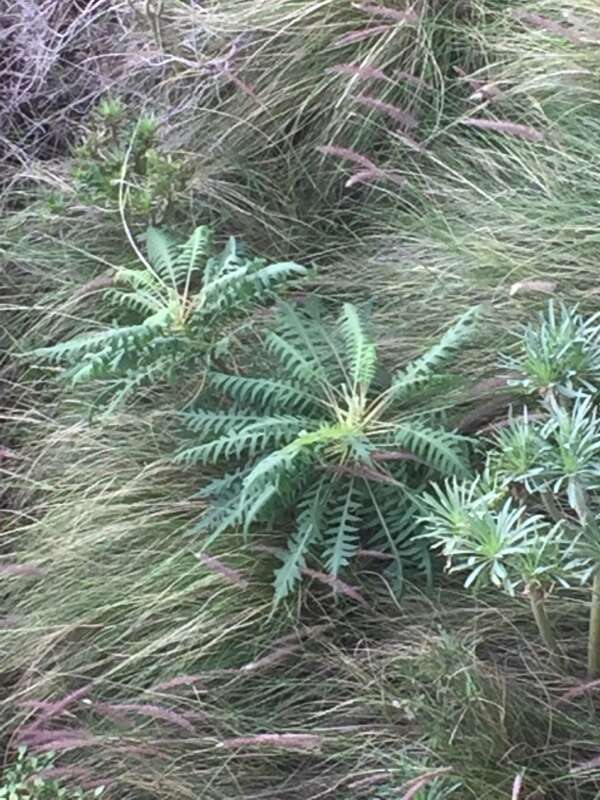 Imagem de Sonchus palmensis (Sch. Bip.) Boulos