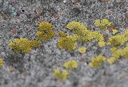 Imagem de Caloplaca decipiens (Arnold) Blomb. & Forssell