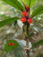 Image of Columnea dimidiata (Benth.) Kuntze