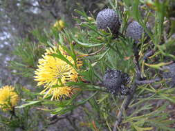 Imagem de Isopogon anemonifolius (Salisb.) Knight