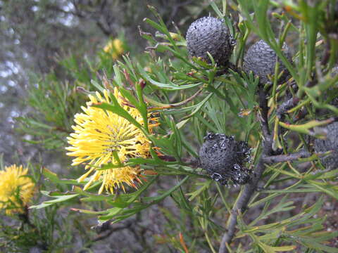 Imagem de Isopogon anemonifolius (Salisb.) Knight