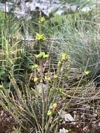 Imagem de Ephedra distachya subsp. helvetica (C. A. Mey.) Asch. & Graebn.