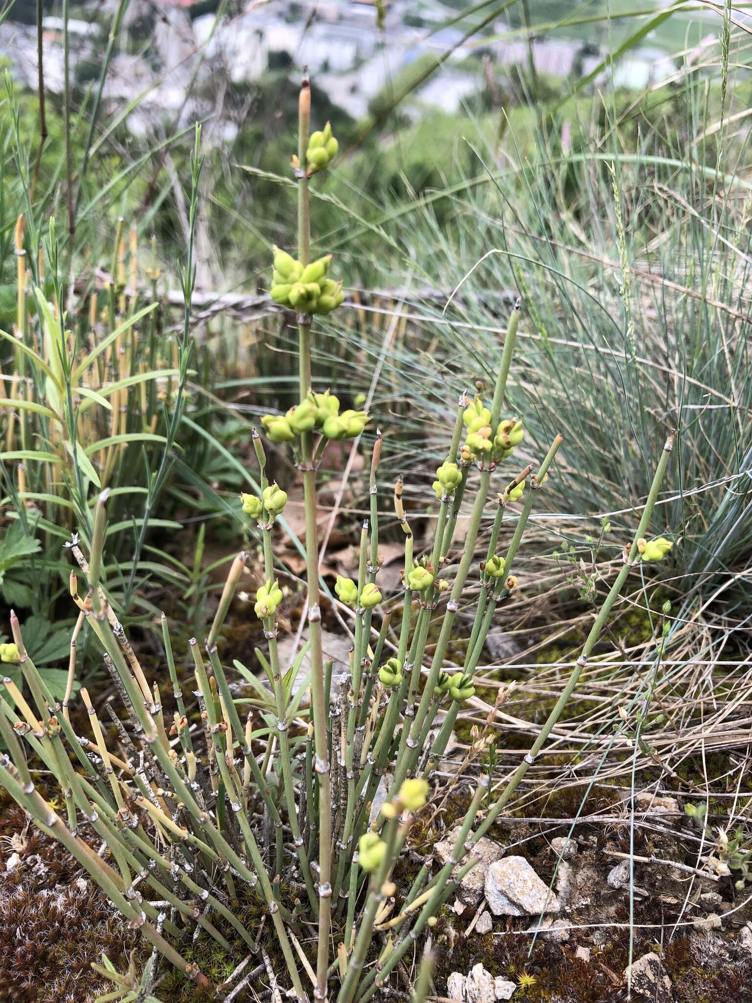 Imagem de Ephedra distachya subsp. helvetica (C. A. Mey.) Asch. & Graebn.