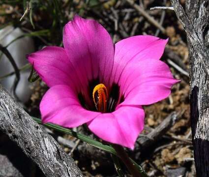 Image of Romulea atrandra var. atrandra