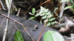 Image of Marbled Poison Frog