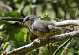 Image of Apalis thoracica capensis Roberts 1936