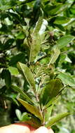 Image of Combretum vendae var. glabratum N. Hahn