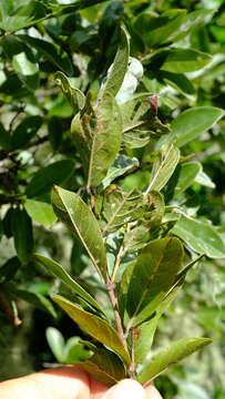 Imagem de Combretum vendae var. glabratum N. Hahn