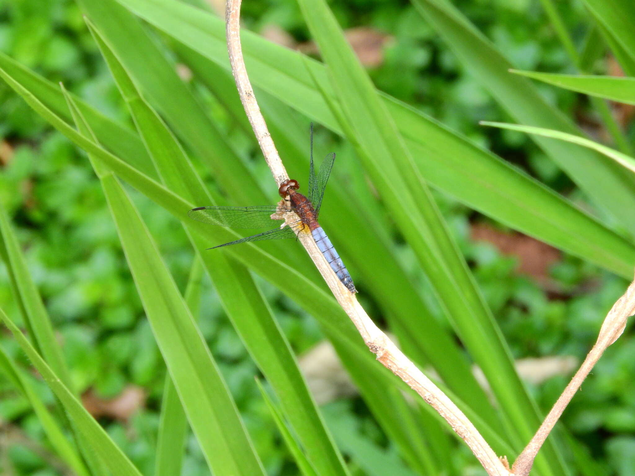 Imagem de Erythrodiplax fusca (Rambur 1842)