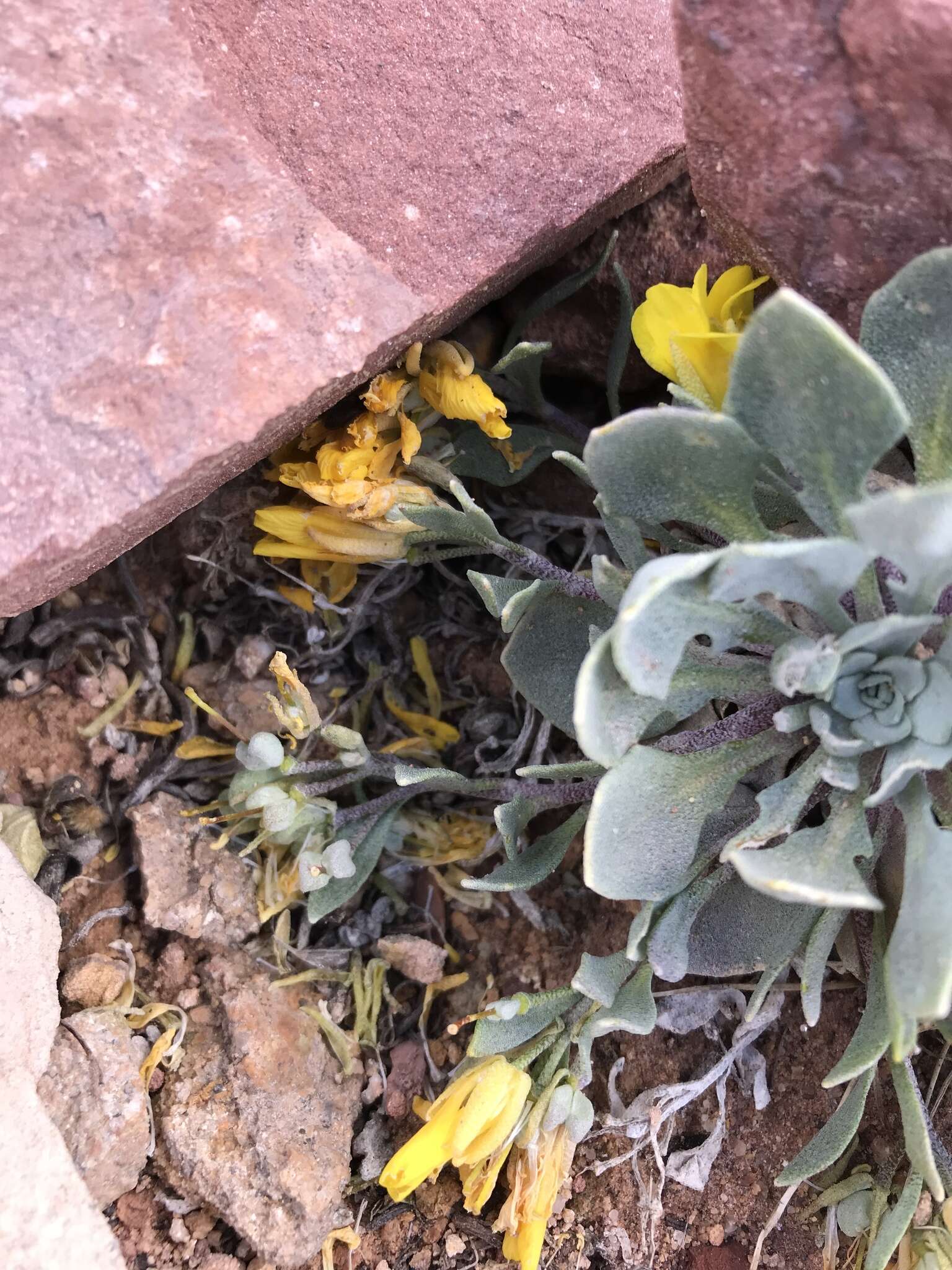 Image of Avery Peak twinpod