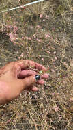 Image of chaparral buckwheat