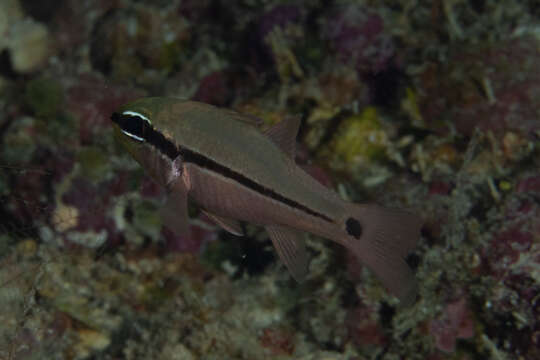 Image of Bridled cardinalfish