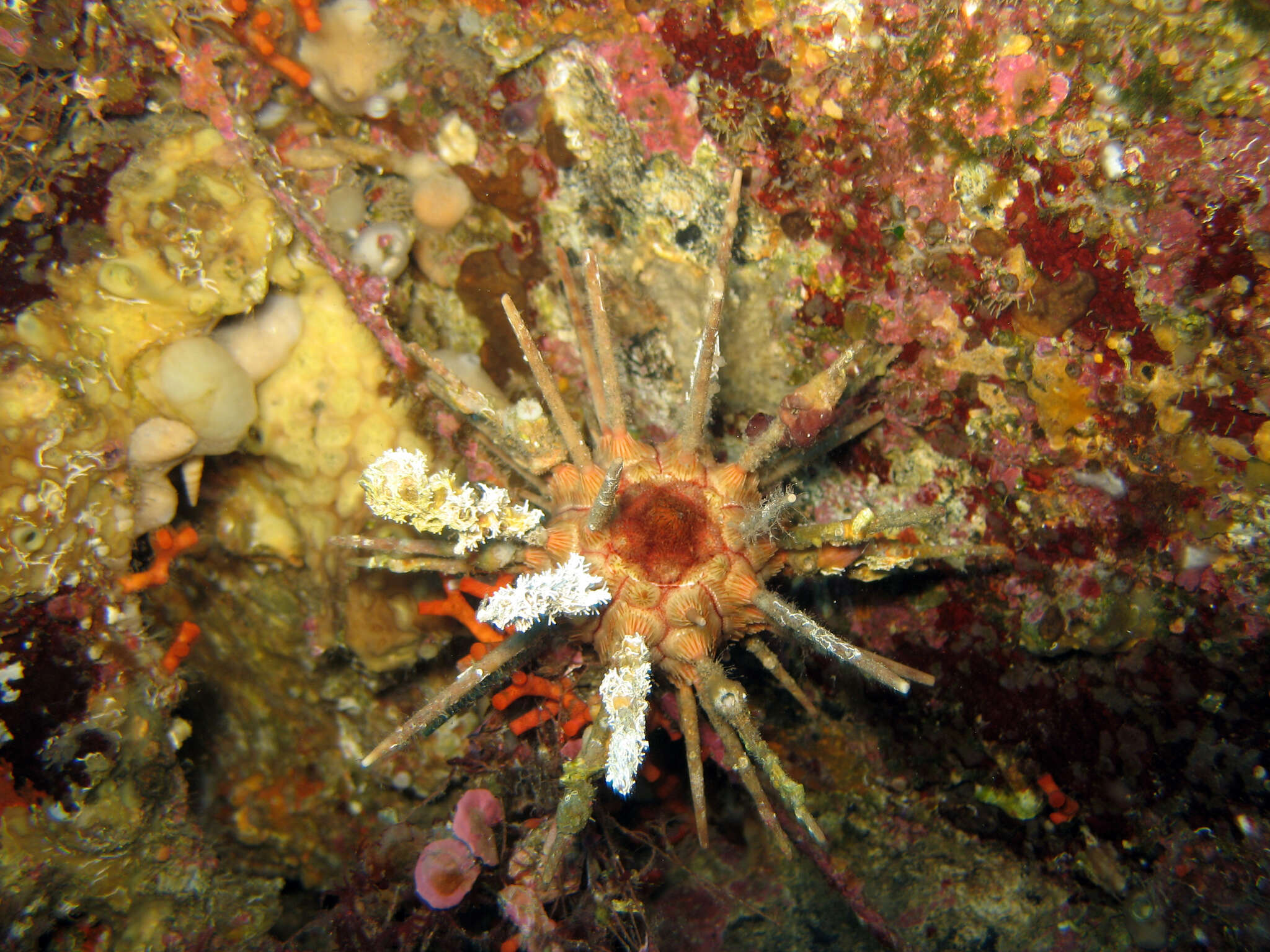 Image of pencil urchin