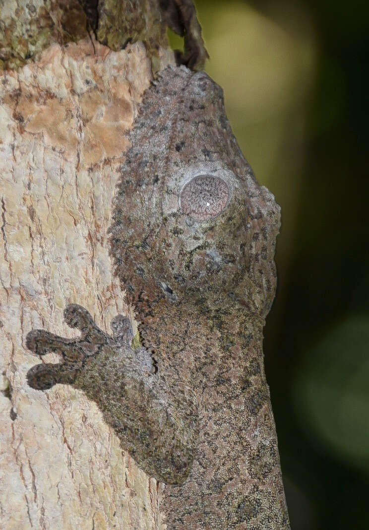 Image of Henkel’s flat-tailed gecko